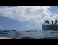 Turtle swims underwater and surfaces to breathe