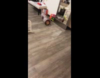 Small brown dog runs through tube to get orange toy