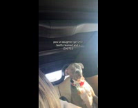 Dog zoned out in car