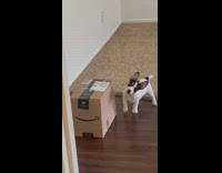 Collab Clips mpugc - Small white dog looking at Amazon cardboard box