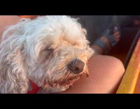 Dog sleep and snore while on boat