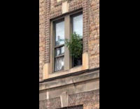 Cannabis plant getting sunlight from apartment window
