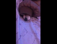 Dog climbs into jacket arm sleeve and sleeps