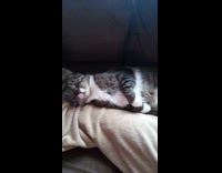 Woman rub pet cat lay on sofa