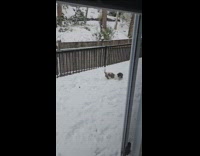 Dog plays with snow hops like bunny