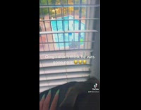 Owner tells dog to bark at kids in pool downstairs