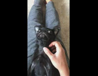 Girl pets pug puppy laying on legs 