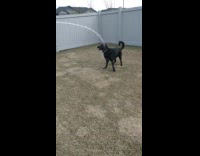 Black pet dog plays and drinks water hose