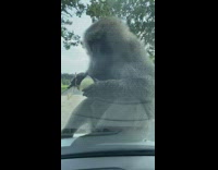 Grey baboon sits car peels eats onion