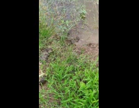 Two mud crabs fight each other