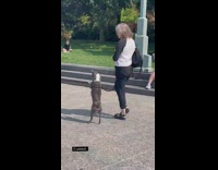 Dog stand while walk with the owner at the park in NY 