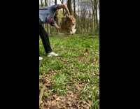 Pet dog jumps through the girls arm hoop