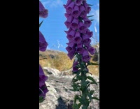 Bumblebee enters pollinate purple flower then falls