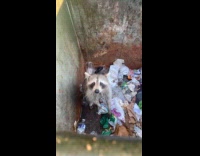 Raccoon stares at camera holds water bottle