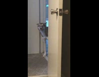 Dog in hallway whining and crying