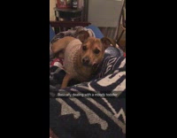 Woman deals with moody dog 