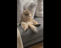 Fluffy cat sits on couch with legs apart 