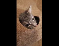 Collab PLC - Cat peeks from the hole of rug