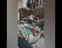 Two grey pitbull dogs pressing nose together licking 
