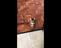 Cat talks to owner answers all questions