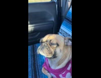 Dog fights with sleep on car ride