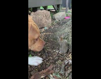 Collab KaleSaladIG - Pitbull dog sniffs tiny baby bunny