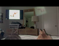 Two cats on bed watch daily dose