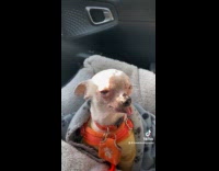 Collab Clips MPUGC - Compilation video of senior dogs 