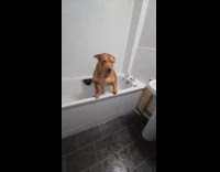 Brown dog scared to get out bathtub