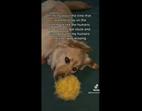 Dog gets stuck in net hammock fail 