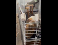 Submitter shows guinea pigs munch on food