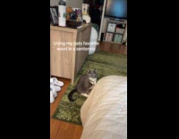 Collab Clips MPUGC - Man says cats favorite word to see reaction 