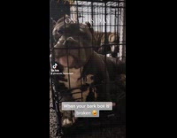 Dog inside cage bark box is broken