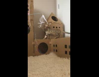 Kitten on cardboard castle plays with toy 