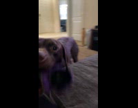 Dog asks woman to play throw toy