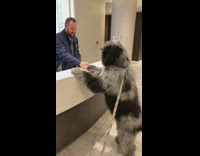 Dog stands at reception desk counter