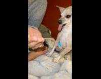 Collab BitchMP - Dog doesnt like taste of yellow soda 