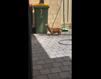 Dog growling at lego cat 