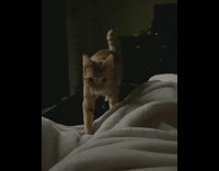 Cat jumps windowsill to bed kneads girl