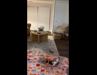 Collab Clips MPUGC - Puppy with zoomies pushes vase from table 