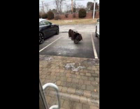 Two turkeys in parking spot