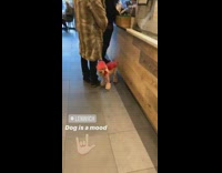 White dog wears pink clothes in restaurant 