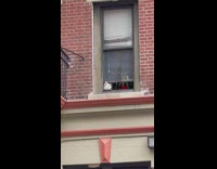 Dog Peeks its Head Outside Window of Apartment 