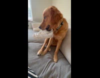 Dog test owner patience likes stealing shoes