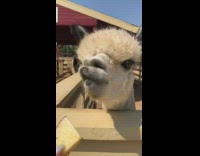 Collab DailyDoseOfInternet - Girl feeds white alpaca llama apple farm 