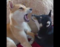 Collab Pets For All - Woman says pigeons on electric powerlines are government spies