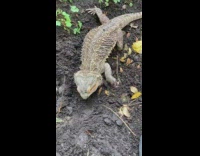 Bearded dragon reptile helps dig dirt soil