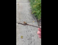 Person hold stick with wasp walk on street
