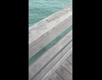 Woman catches dolphin chasing fish in water under pier 