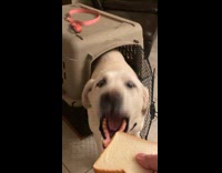 Dog eating slice of bread 